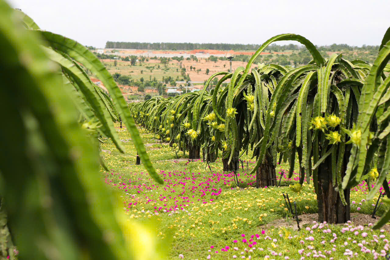 T&B Fresh Farm - Dragon Fruit Farm