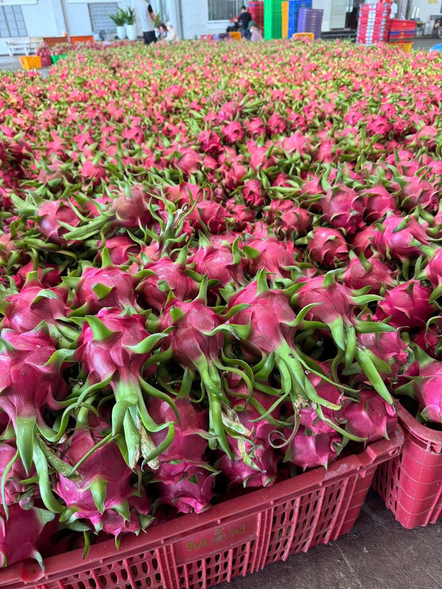 T&B Fresh Farm - Premium Dragon Fruit