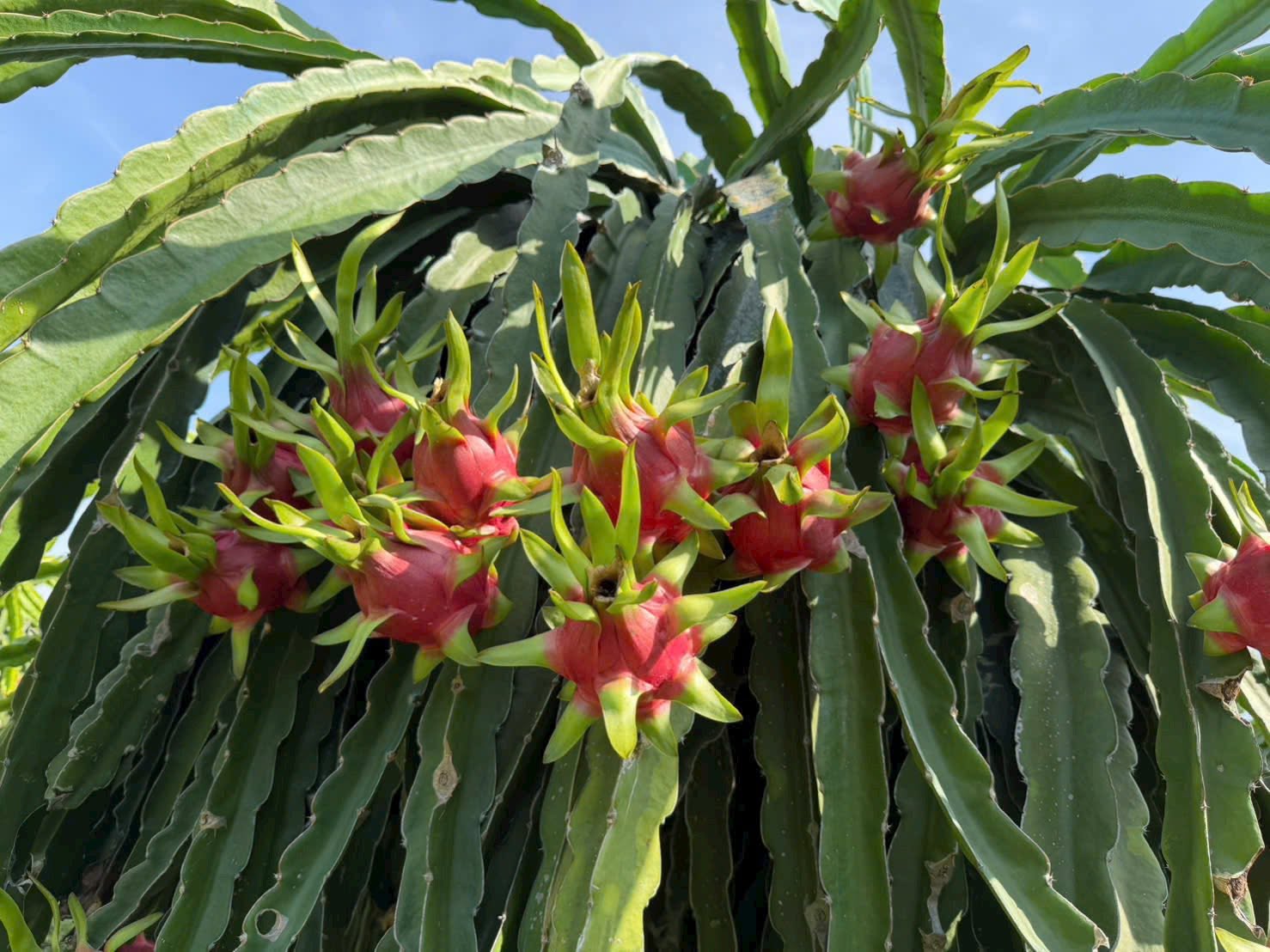 Pink dragon fruit