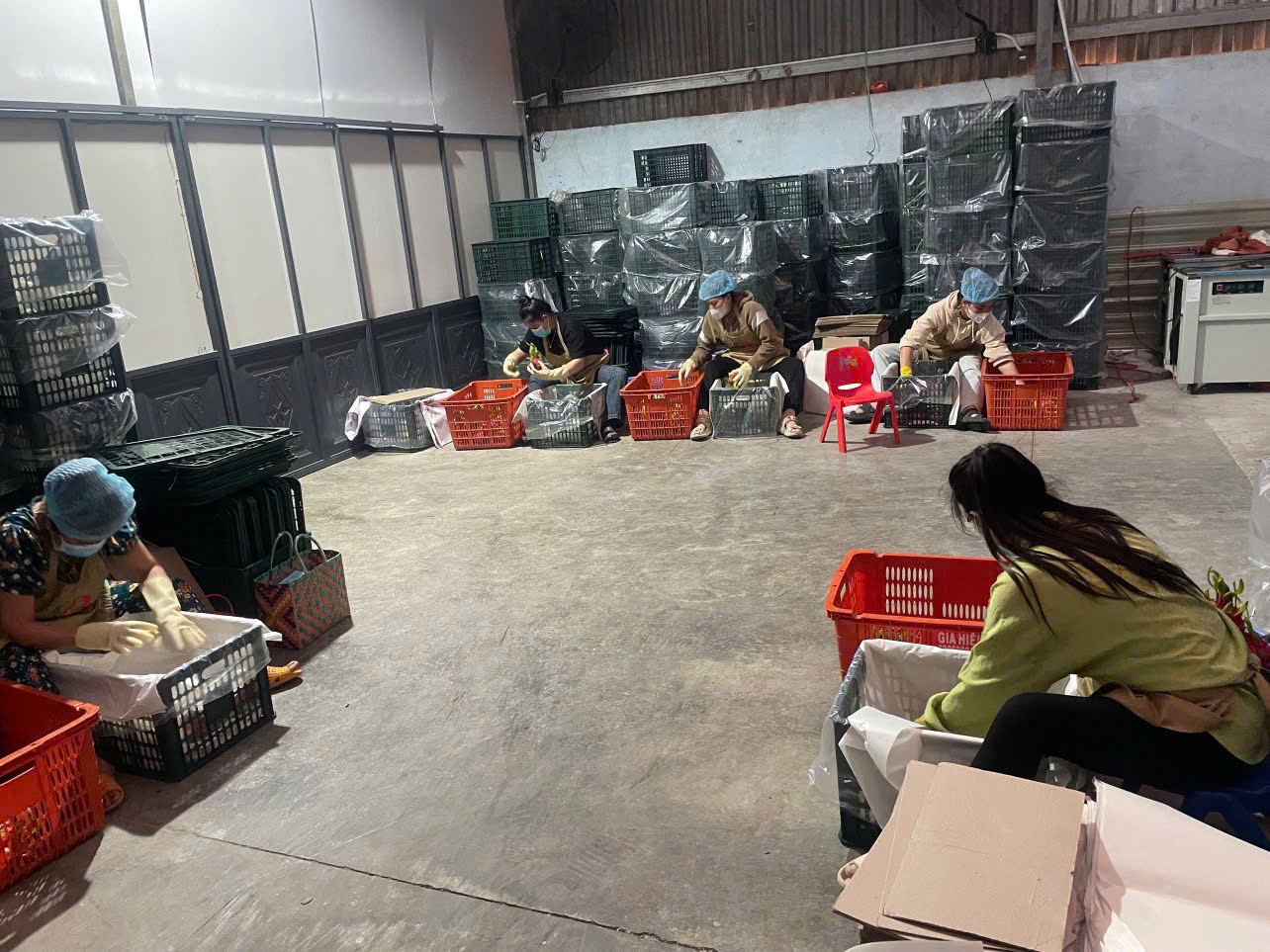 T&B Fresh Farm packaging factory