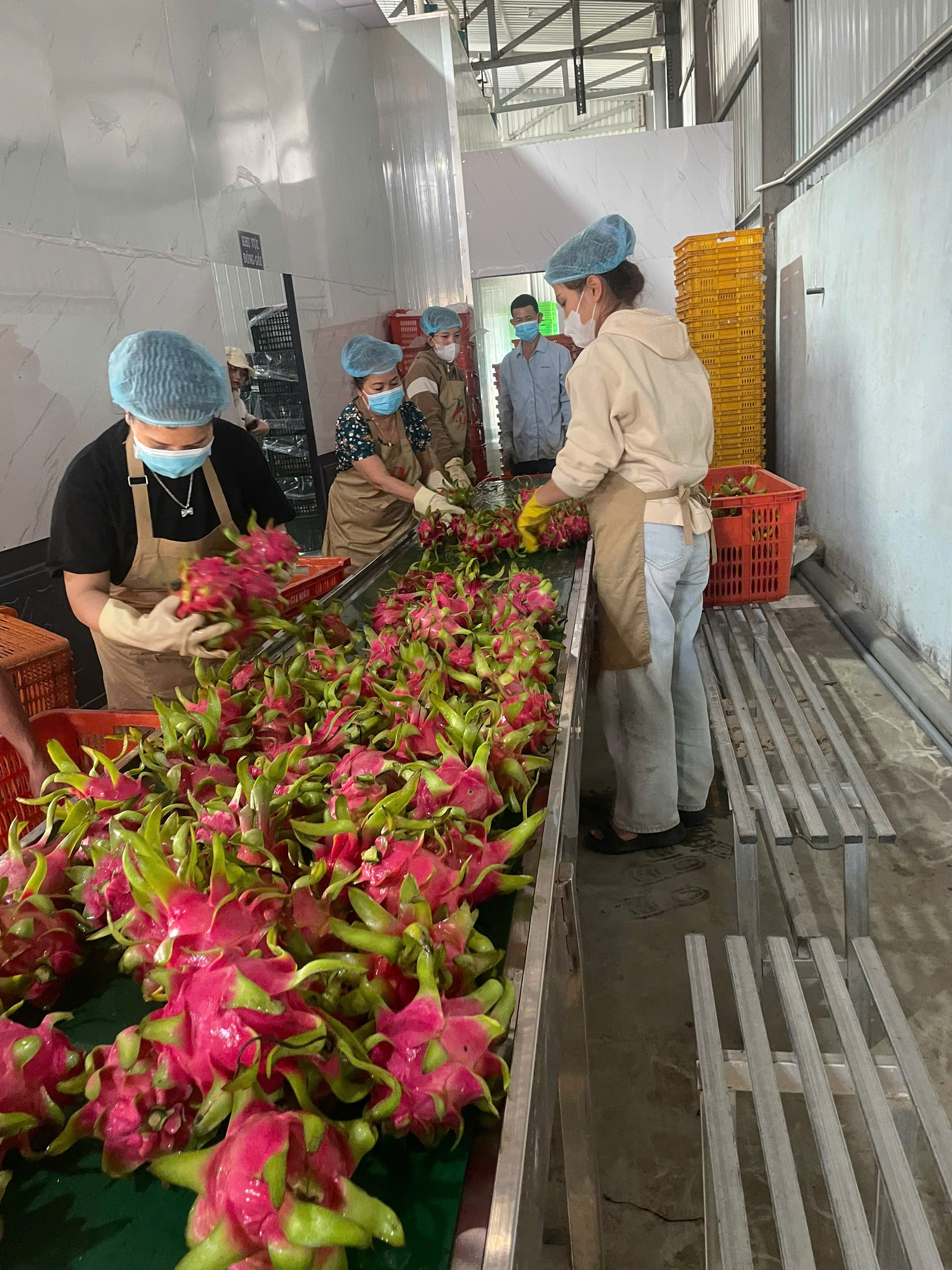 T&B Fresh Farm - Packaging Solutions