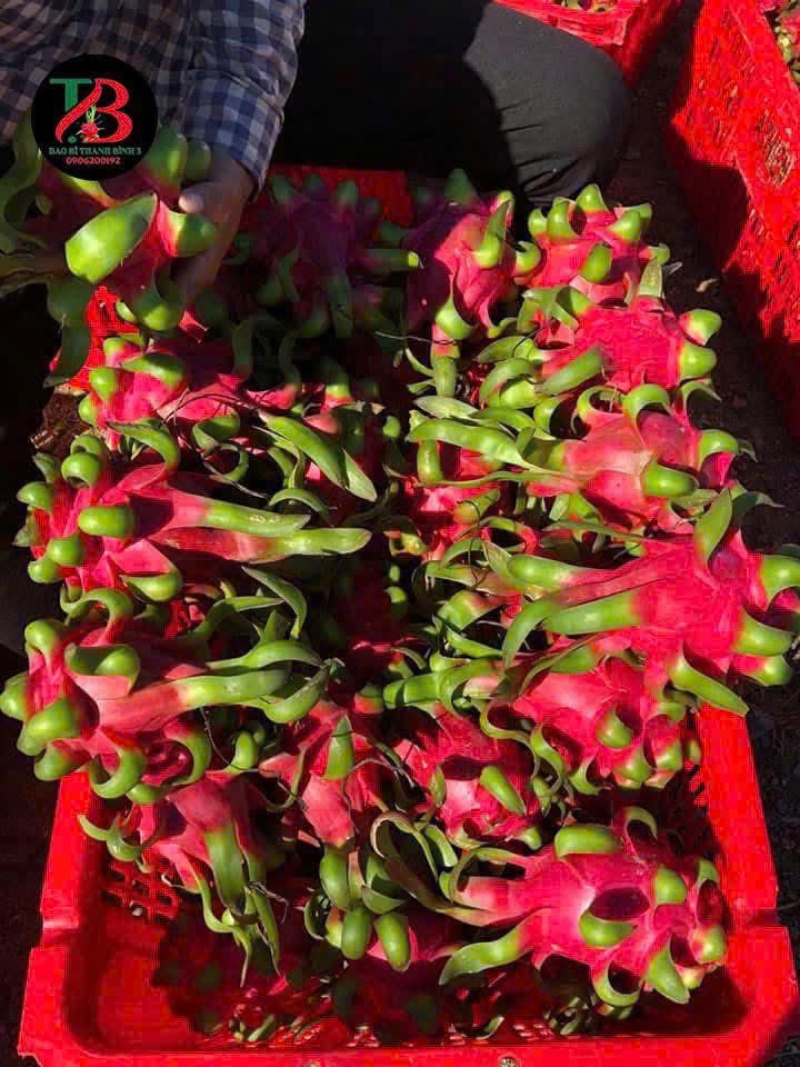 Red-flesh Dragon Fruit