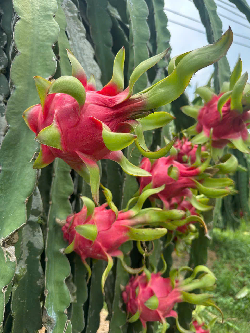 Purple-flesh Dragon Fruit