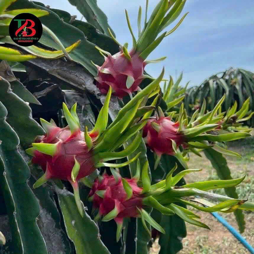 White-flesh Dragon Fruit