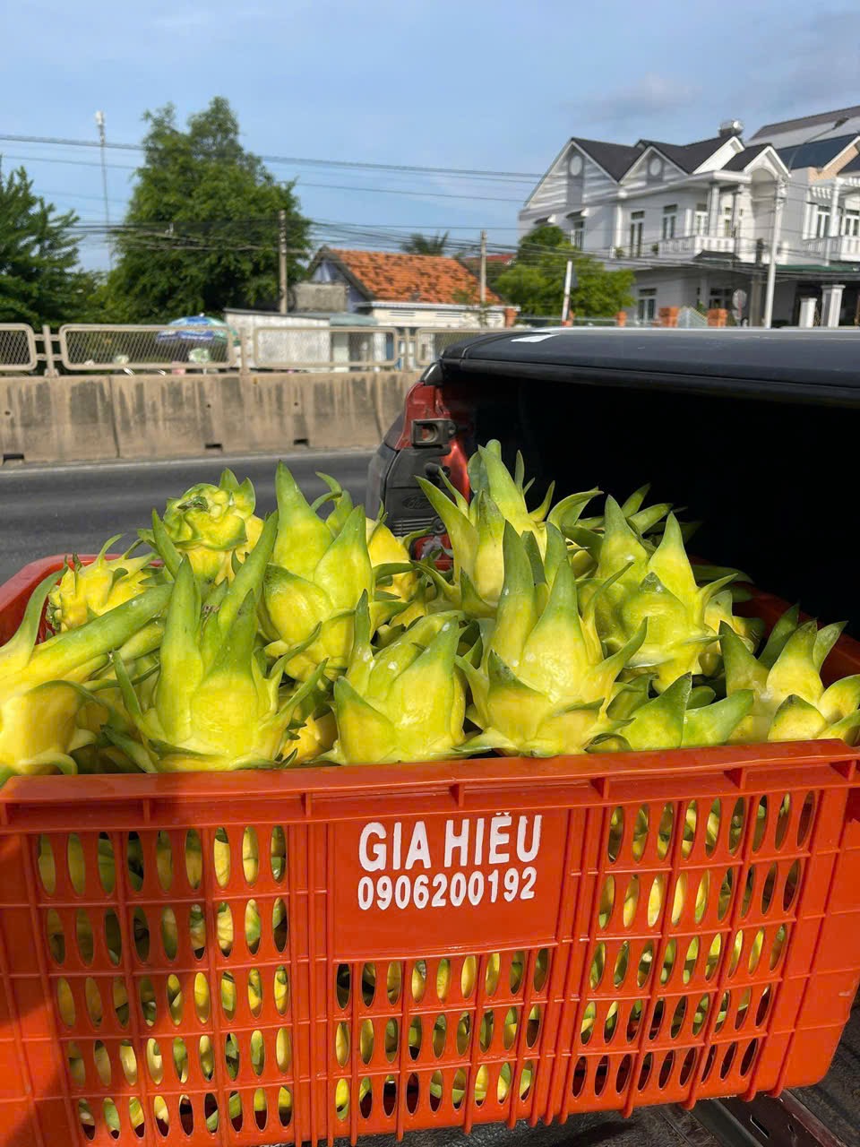 Yellow-skin Dragon Fruit (White Flesh)